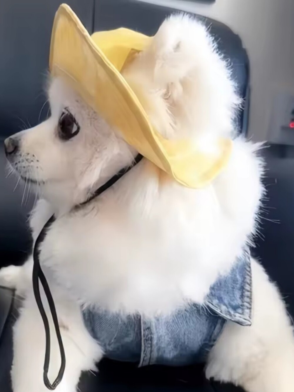 NEW! Pet Sun Hat Breathable UV protection w/ adjustable Chin Strap